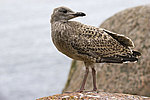 ����������� ����� (Larus argentatus)