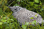����������� ����� (Larus argentatus)
