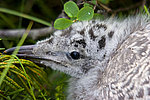����������� ����� (Larus argentatus)