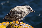 ����������� ����� (Larus argentatus)