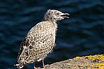 ����������� ����� (Larus argentatus)