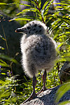 ����������� ����� (Larus argentatus)
