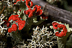 �������� ������������� Cladonia coccifera