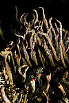 �������� ��������� Cladonia furcata