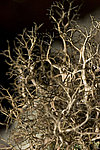 ��������� ���������� Alectoria nigricans