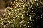 �������� ��������� Cladonia furcata