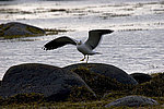 ����������� ����� (Larus argentatus)
