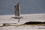 ����������� ����� (Larus argentatus)