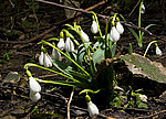 ���������� �������� (Galanthus woronowii)