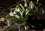 ���������� �������� (Galanthus woronowii)