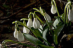���������� �������� (Galanthus woronowii)