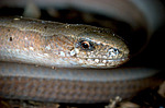 ������ ���������� (Anguis fragilis) ������������� ����