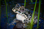 ������ ���� (Bufo viridis) ������������� ����