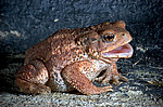 ���������� ���� (Bufo verrucosissimus circassicus) ������������� ����