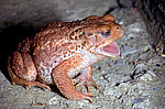 ���������� ���� (Bufo verrucosissimus circassicus) ������������� ����