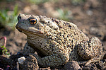 ���������� ���� (Bufo verrucosissimus circassicus) ������������� ����