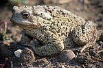 ���������� ���� (Bufo verrucosissimus circassicus) ������������� ����