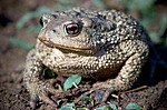 ���������� ���� (Bufo verrucosissimus circassicus) ������������� ����