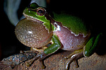 ������ ������������ (Hyla arborea schelkownikowi) ������������� ����