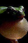 ������ ������������ (Hyla arborea schelkownikowi) ������������� ����