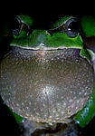������ ������������ (Hyla arborea schelkownikowi) ������������� ����