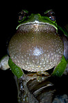 ������ ������������ (Hyla arborea schelkownikowi) ������������� ����