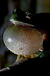 ������ ������������ (Hyla arborea schelkownikowi) ������������� ����