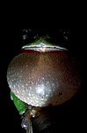 ������ ������������ (Hyla arborea schelkownikowi) ������������� ����