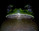 ������ ������������ (Hyla arborea schelkownikowi) ������������� ����