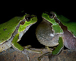 ������ ������������ (Hyla arborea schelkownikowi) ������������� ����