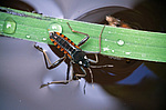 ����� ������� (Velia mancinii mancinii), ��������� �����