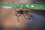 ����� ������� (Velia mancinii mancinii), ��������� �����