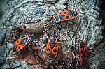 ����-�������� (Pyrrhocoris apterus)