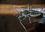����� ������� (Velia mancinii mancinii), ��������� �����