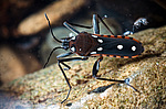 ����� ������� (Velia mancinii mancinii), ����������� �����