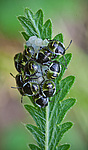 �����-������� (Pentatomidae), ���� � ������� (I)