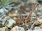 �������� ����� (Decticus verrucivorus)