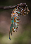 ������ ������������ (Lyristes plebejus)