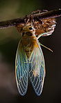 ������ ������������ (Lyristes plebejus)