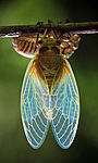 ������ ������������ (Lyristes plebejus)