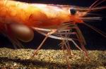 �������� �������� (Pandalus borealis eous) � �������� ��������� (Sylon hippolytes)