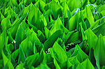 ������ ������� (Convallaria majalis) �����������