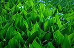 ������ ������� (Convallaria majalis) �����������