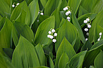 ������ ������� (Convallaria majalis) �����������