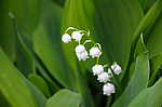 ������ ������� (Convallaria majalis) �����������