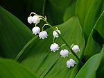 ������ ������� (Convallaria majalis) �����������