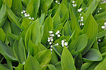 ������ ������� (Convallaria majalis) �����������