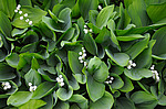 ������ ������� (Convallaria majalis) �����������