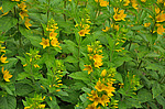 ��������� �������� (Lysimachia punctata) �����������