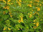 ��������� �������� (Lysimachia punctata) �����������